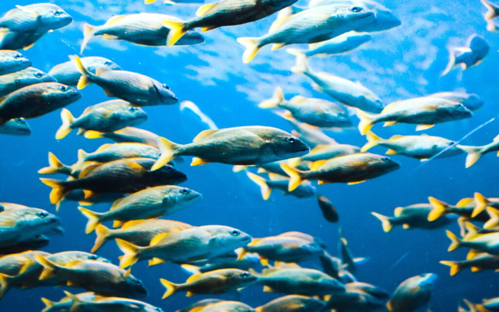 Innovative Lead Program